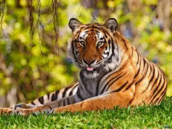 Tigre de Bengala