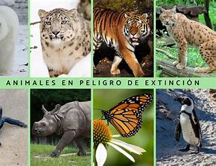 Animales varios